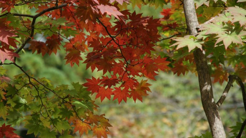 槍ヶ岳の初冠雪と最近の紅葉